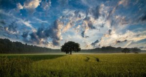 tree, field, cornfield-247122.jpg